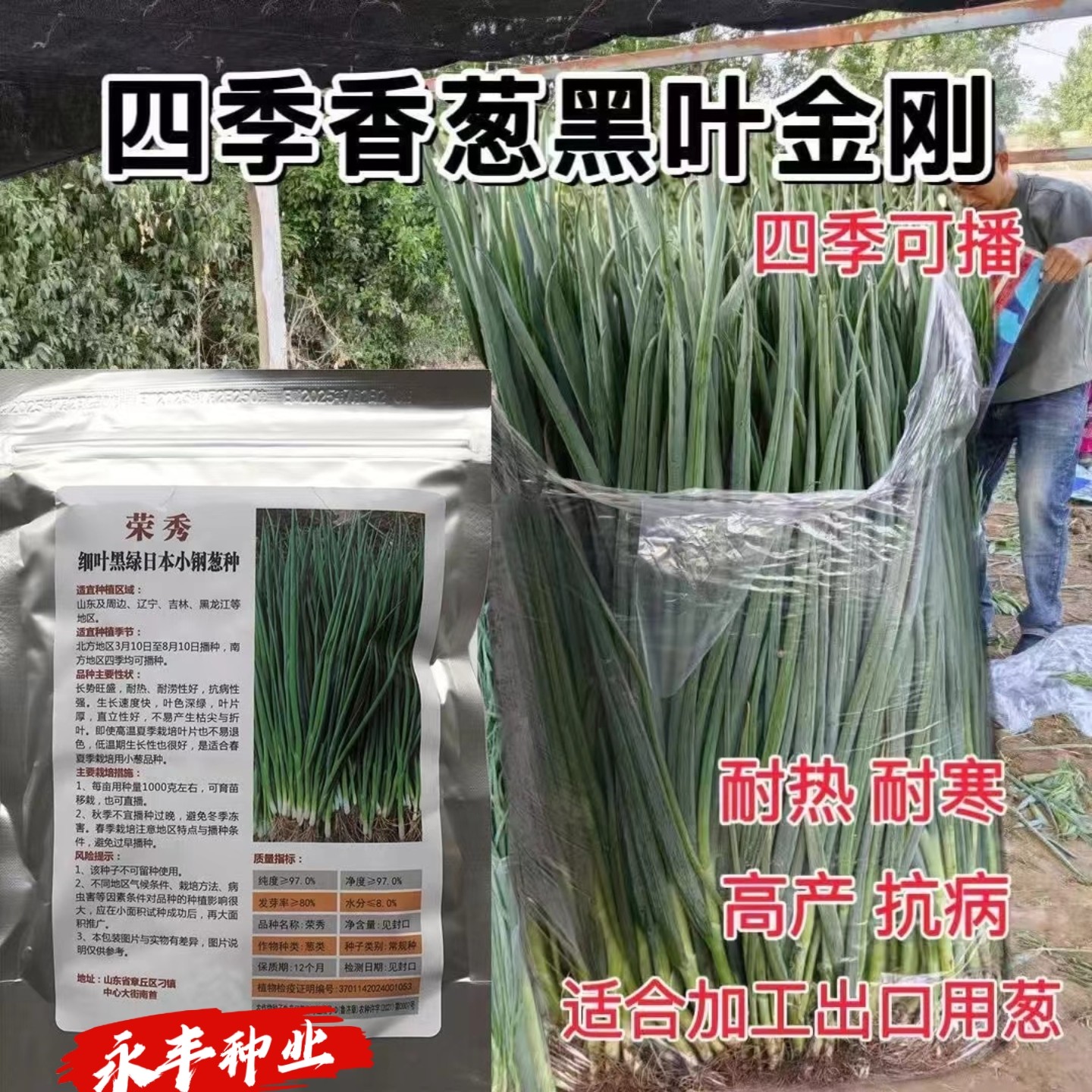 四季香葱黑绿日本小葱种子葱头大叶葱种籽耐热耐寒四季播高产小葱