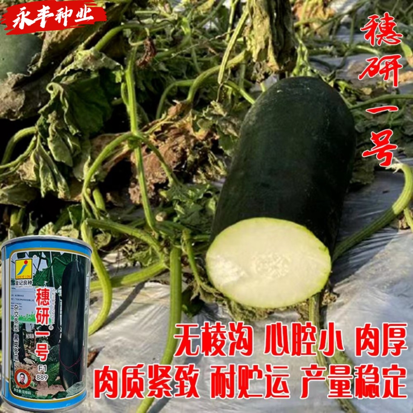 穗研一号黑皮冬瓜种子杂交大冬瓜种籽肉厚心室小高产蔬菜春秋播种