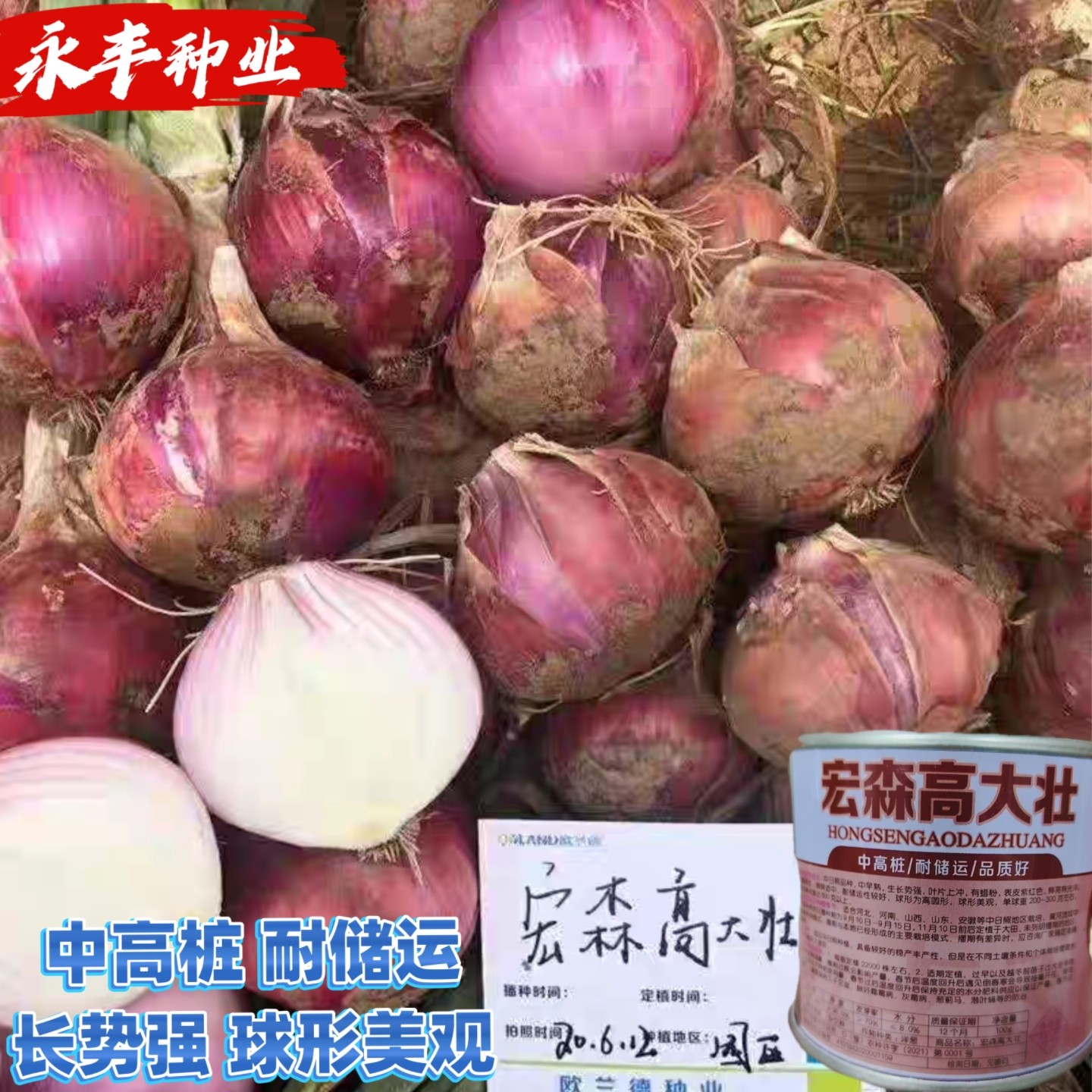 宏森高大壮紫皮洋葱种子中高桩美观耐储运耐寒耐热洋葱头洋葱种子