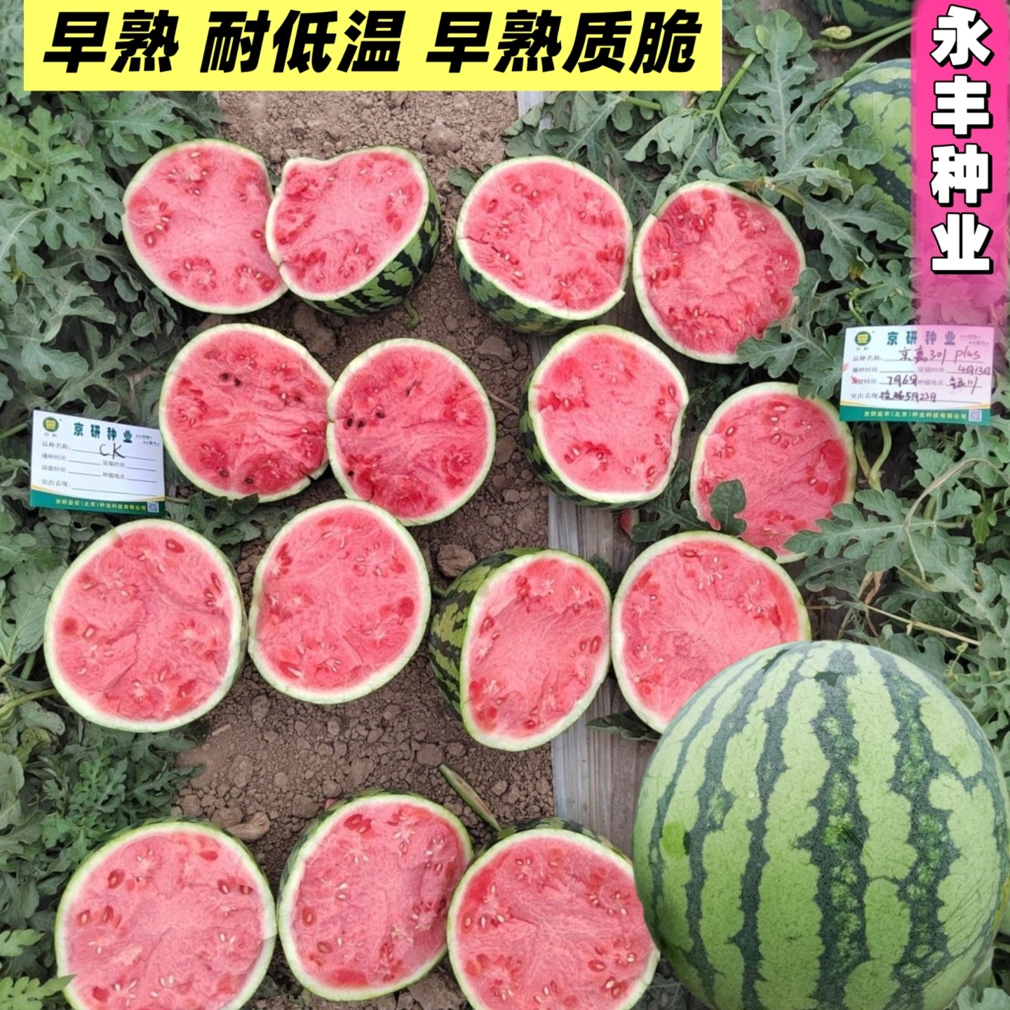 京嘉301西瓜种子杂交早熟皮薄瓤红瓜味香甜耐低温耐运输西瓜种籽
