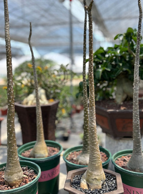 花溪木夏 索科特拉沙漠玫瑰 Adenium socotranum 块根植物