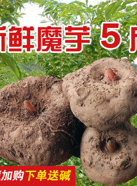 现货云南魔芋原料野生非种子豆腐