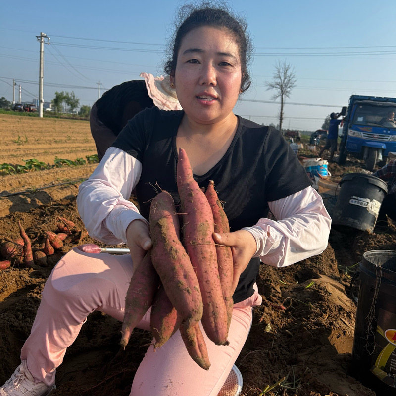 大荔特产板栗红薯5斤包邮