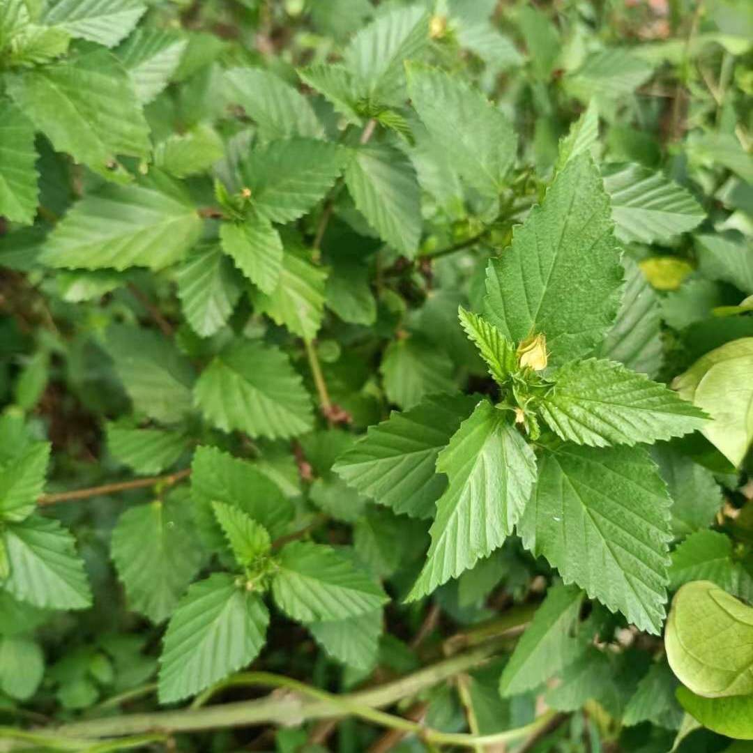 自生中草药赛葵黄花草黄花棉黄大叶黄花婆皱火叶黄花猛山桃仔山麻