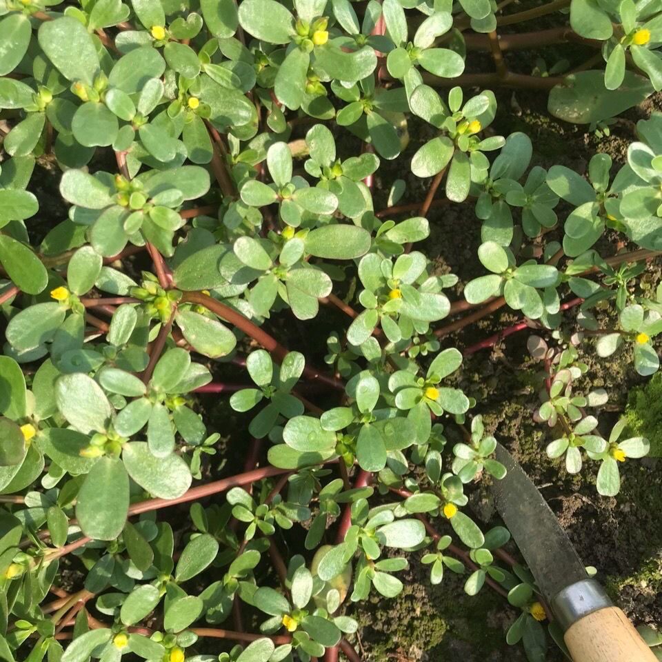 野生马齿笕蚂蚱菜新鲜包邮