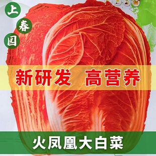 火凤凰白菜种子十八斤白菜种子高产早熟大白菜种孑秋冬季蔬菜种子