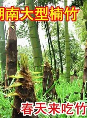 大型毛竹种子 青竹苗籽 楠竹刚竹种子 四季竹子 雷竹食用竹笋种子