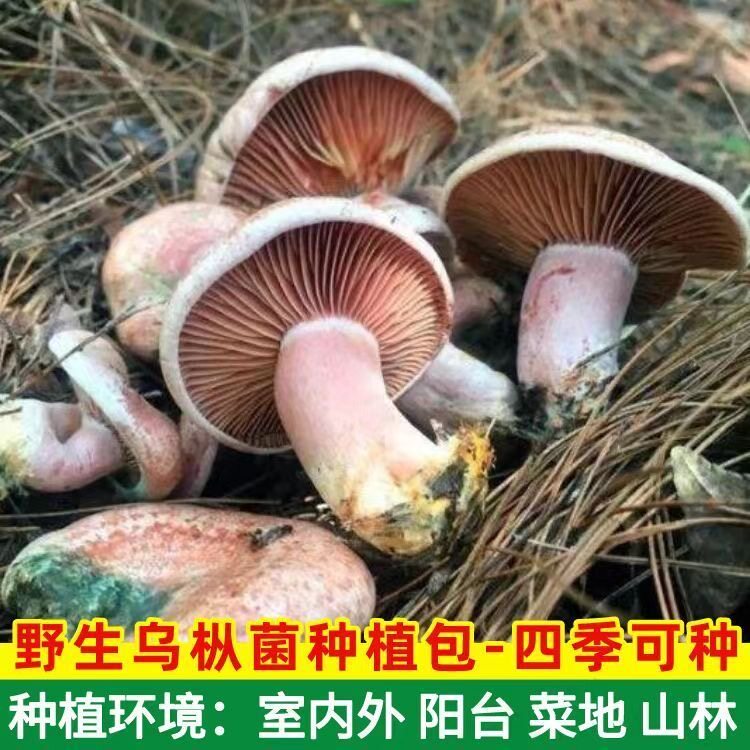 松树菌菌种家种野生乌枞菌黄枞菌红蘑菇菌室内盆栽种植松菌菌种