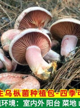 松树菌菌种家种野生乌枞菌黄枞菌红蘑菇菌室内盆栽种植松菌菌种