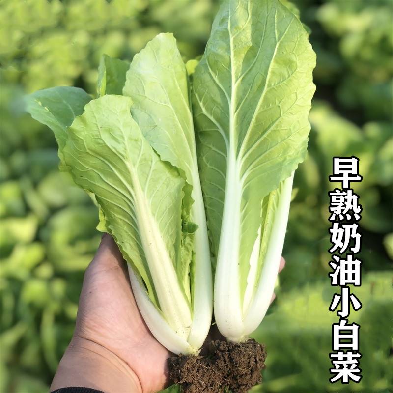 奶油小白菜种子小青菜籽阳台四季盆栽菜种籽家庭院菜园蔬菜种孑