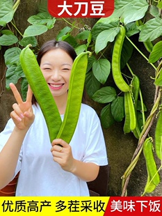 红刀豆种子苗特长种籽孑特大巨型白豆角四季蔬菜农家无架秧苗春季