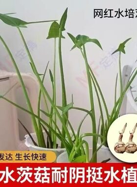 慈姑种苗茨菇种球慈菇水培茨菰阳台净化水质鱼缸造景水草水生植物
