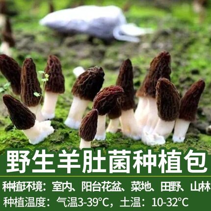 野生菌羊肚菌种高产菌包居家人工种植食用菌蘑菇阳台四季盆栽新鲜