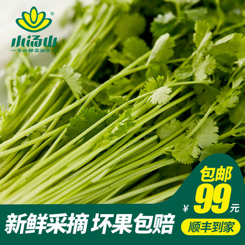 小汤山香菜新鲜蔬菜