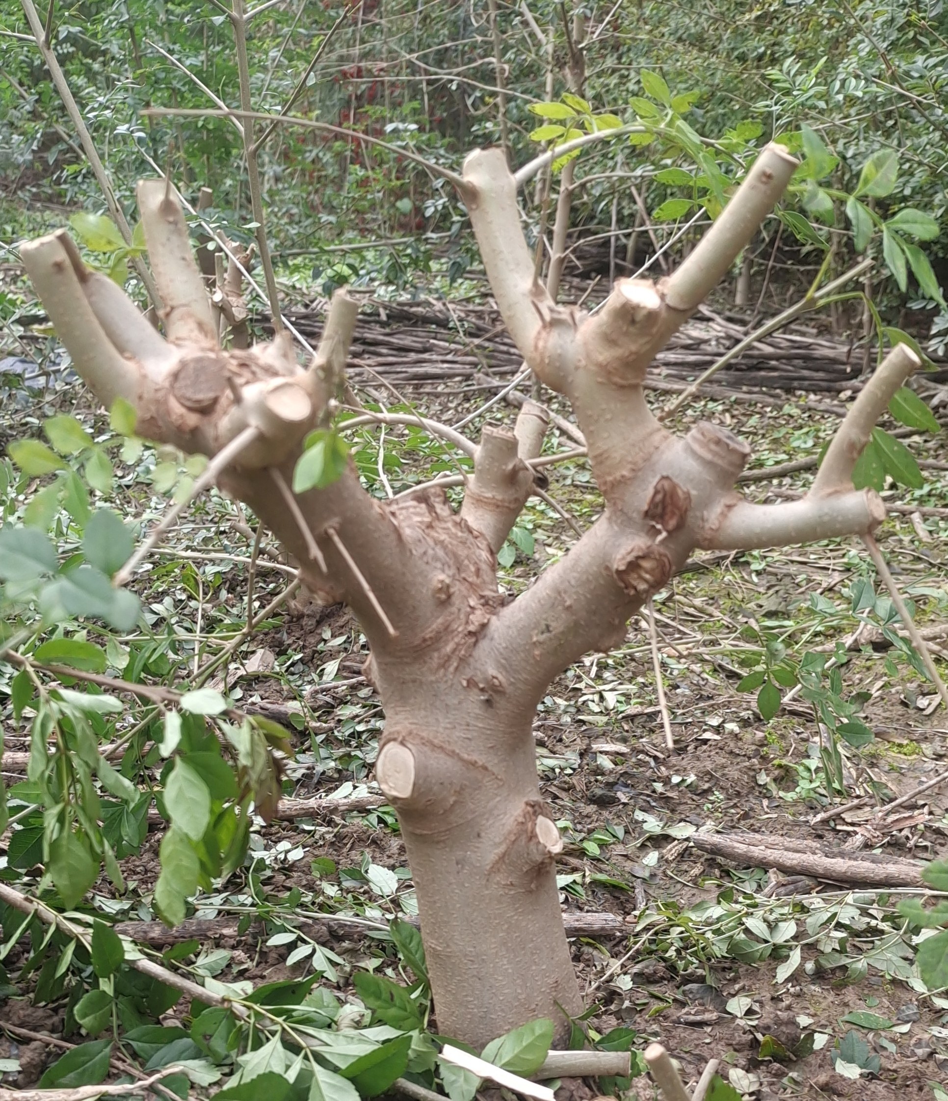 对节白蜡微小品老桩造型盆景白腊老桩室盆栽阳台绿植庭院四季生桩