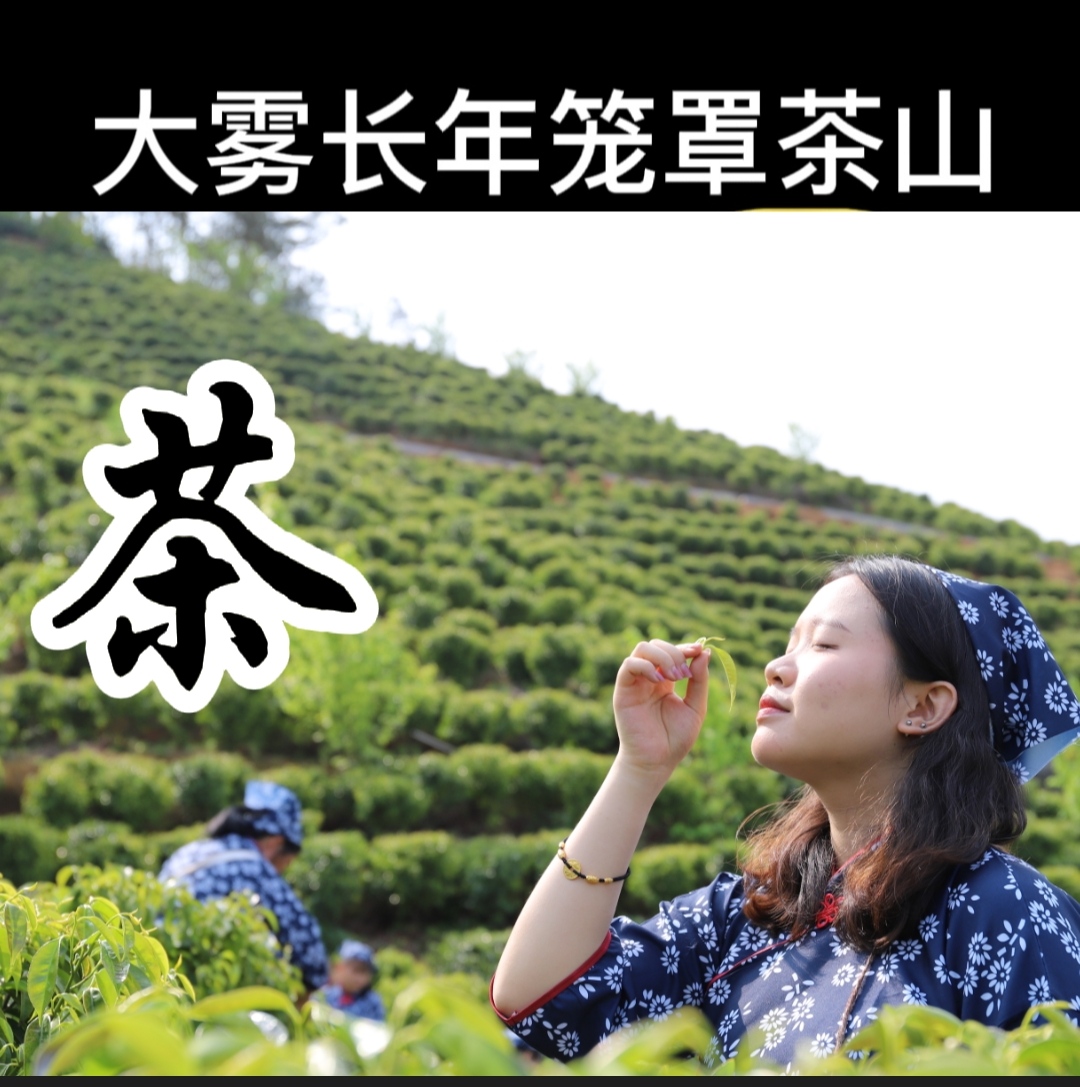 2024春茶信宜特产大雾岭茶绿茶高山茶天池崖茶年新茶雀天池茶缘