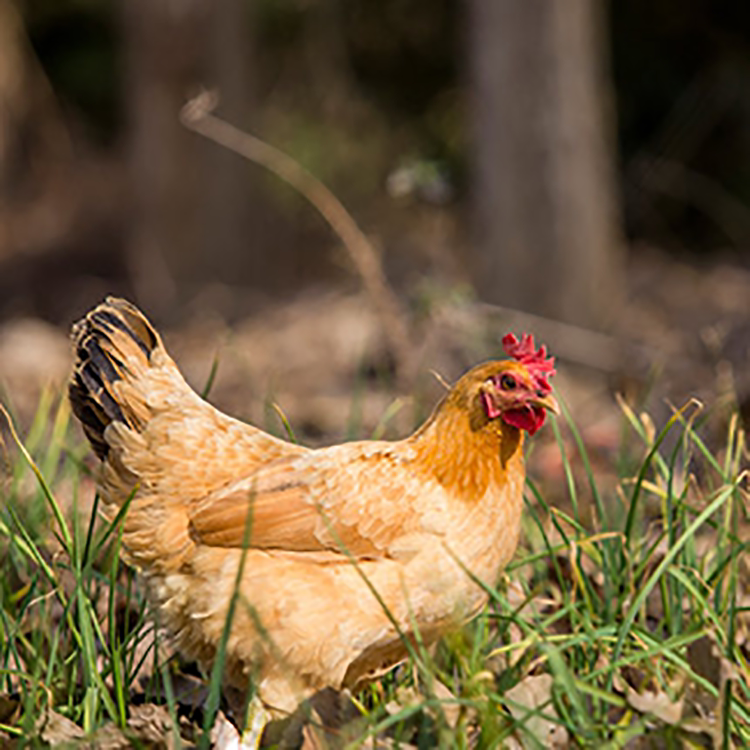 信宜散养怀乡鸡三黄鸡现06现杀2.6斤乡林凤冰鲜鸡劏净母鸡顺丰包