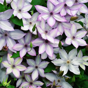 铁线莲乌托邦魔法喷泉约瑟芬瑞贝卡小苗阳台庭院爬藤花卉植物