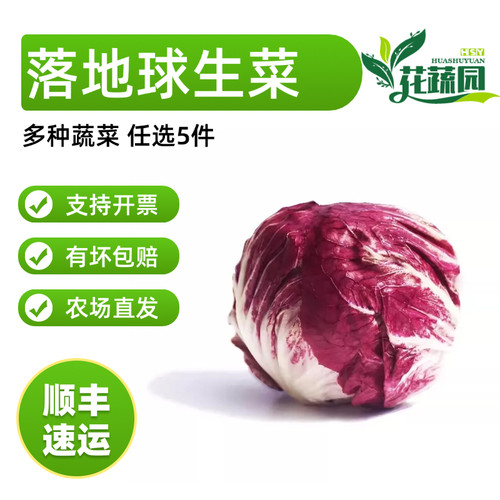 新鲜沙拉西餐沙拉食材红菊苣