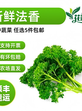 新鲜 荷兰芹250g 法香反西番西可食用火锅摆盘餐饮蛋糕摆盘装饰
