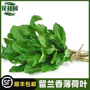 新鲜薄荷叶食用留兰香薄荷凉茶调泡酒水吧烘焙点缀装饰食材顺丰