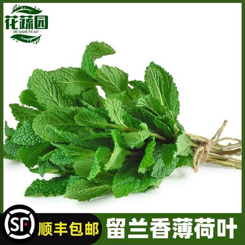 顺丰包邮调酒新鲜薄荷叶留兰香