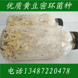 天麻菌种 天麻蜜环菌 黄豆菌种 天麻菌包 猪苓菌种平菇菌种