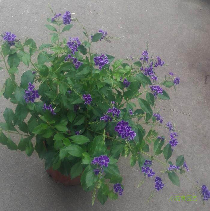 香水连翘花盆栽蕾丝金露花巧克力花花有香水味蓝精灵花庭院花木