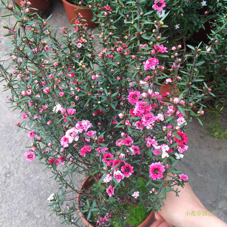 室外庭院耐寒重瓣澳洲带花松红梅图片