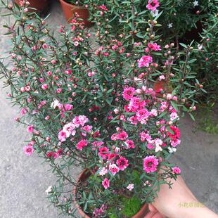 松红梅盆栽带花苞室外庭院花卉红梅树耐寒重瓣澳洲松叶梅花带花