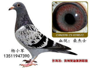 詹森信鸽活体成绩鸽比利时种鸽詹森种鸽幼鸽血统鸽种鸽赛鸽