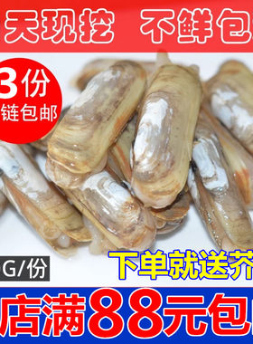 连云港特产海鲜水产贝类鲜活蛏子新鲜蛏子野生双头蛏鲜活海蚬海贝