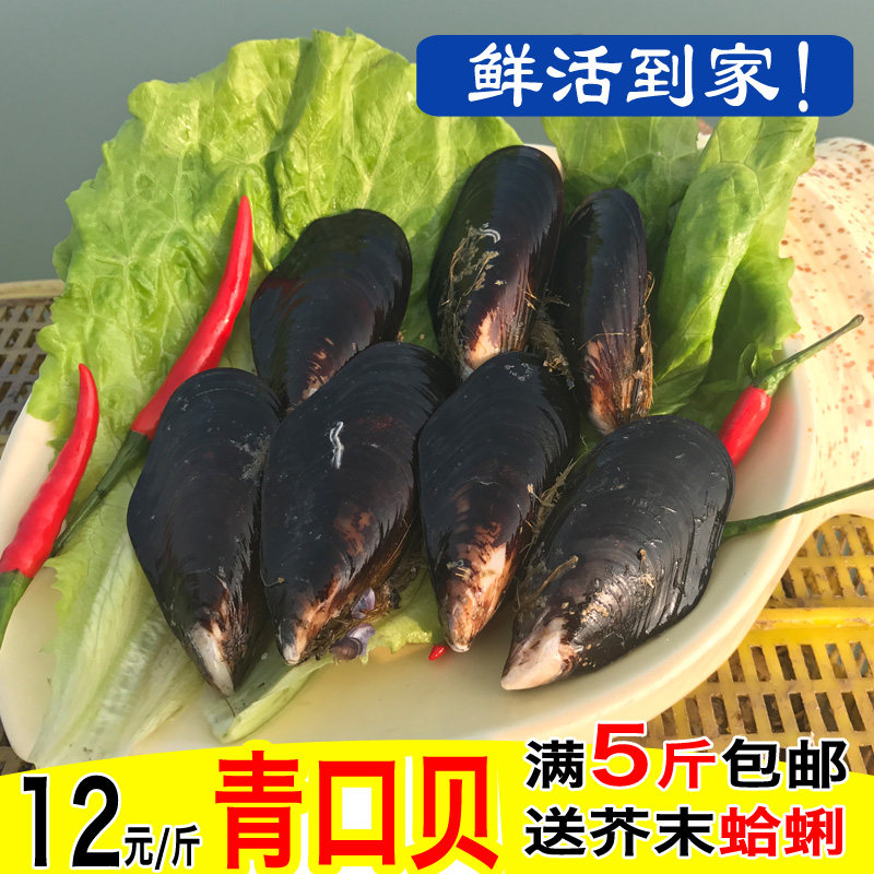 青口贝海鲜水产大海虹野生淡菜贻贝大青口贝海鲜贝类烧烤鲜活淡菜