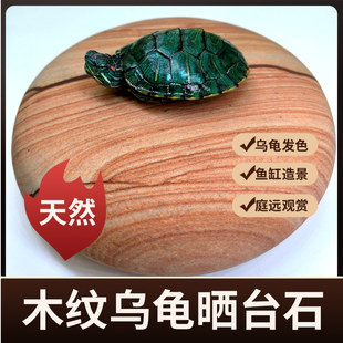 黄腊石木纹乌龟晒台天然鱼缸观赏造景垫脚石龟苗发色乌龟晒背休息