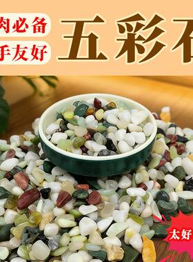 观赏鱼天然五彩石盆栽花卉多肉铺面美观鱼缸造景装饰小石头不掉色