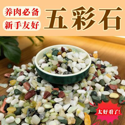 观赏鱼天然五彩石盆栽花卉多肉铺面美观鱼缸造景装饰小石头不掉色