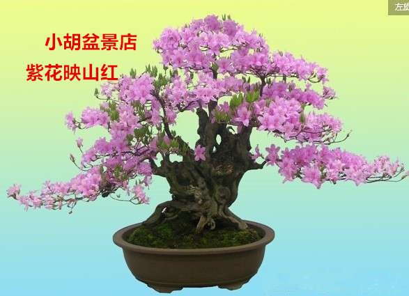 江浙沪包邮 杜鹃（映山红） 紫花映山红 盆景树桩
