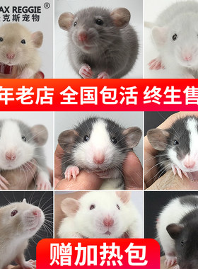 麦克斯花枝鼠活物活体宝宝