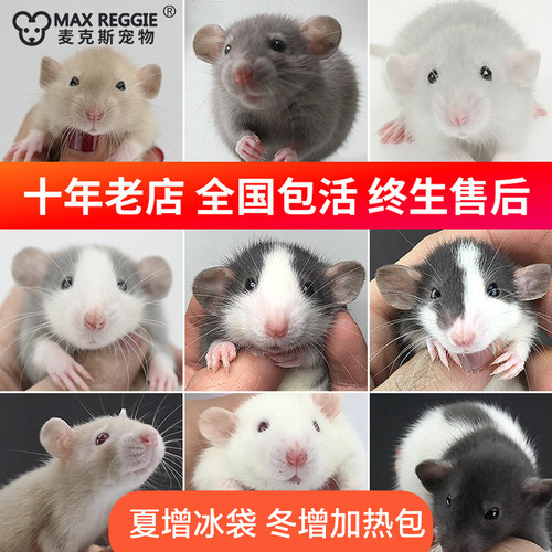 麦克斯花枝鼠活物活体宝宝