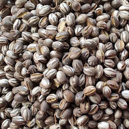 东北杨拉罐刺蛾洋辣子杨拉罐坦克虫250g/500g包邮