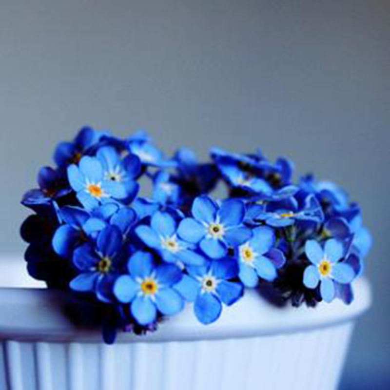 勿忘我种子价格 勿忘我种子图片 星期三