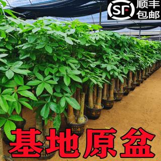 发财树客厅大盆栽步步高大棵三杆开业送礼办公室室内大型绿植花卉