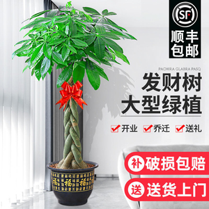 发财树客厅大盆栽开业送礼大棵植物超大办公室客厅室内大盆栽绿植