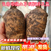 云南昭通小草坝天麻新鲜天麻生天麻林下种植乌天麻中药泡