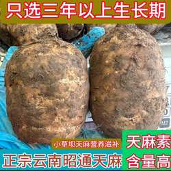 新鲜天麻正宗云南昭通小草坝天麻产地纯天然生天麻新鲜