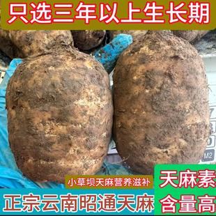 新鲜天麻正宗云南昭通小草坝天麻产地纯天然生天麻新鲜