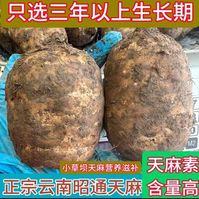 新鲜天麻正宗云南昭通小草坝天麻产地纯天然生天麻新鲜