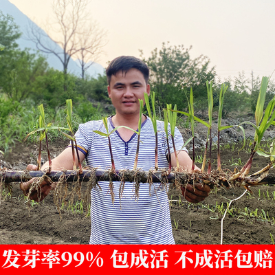 节长紫皮甘蔗种子芽多黄金甘蔗种苗黑皮甘蔗苗粗壮现货易成活包邮