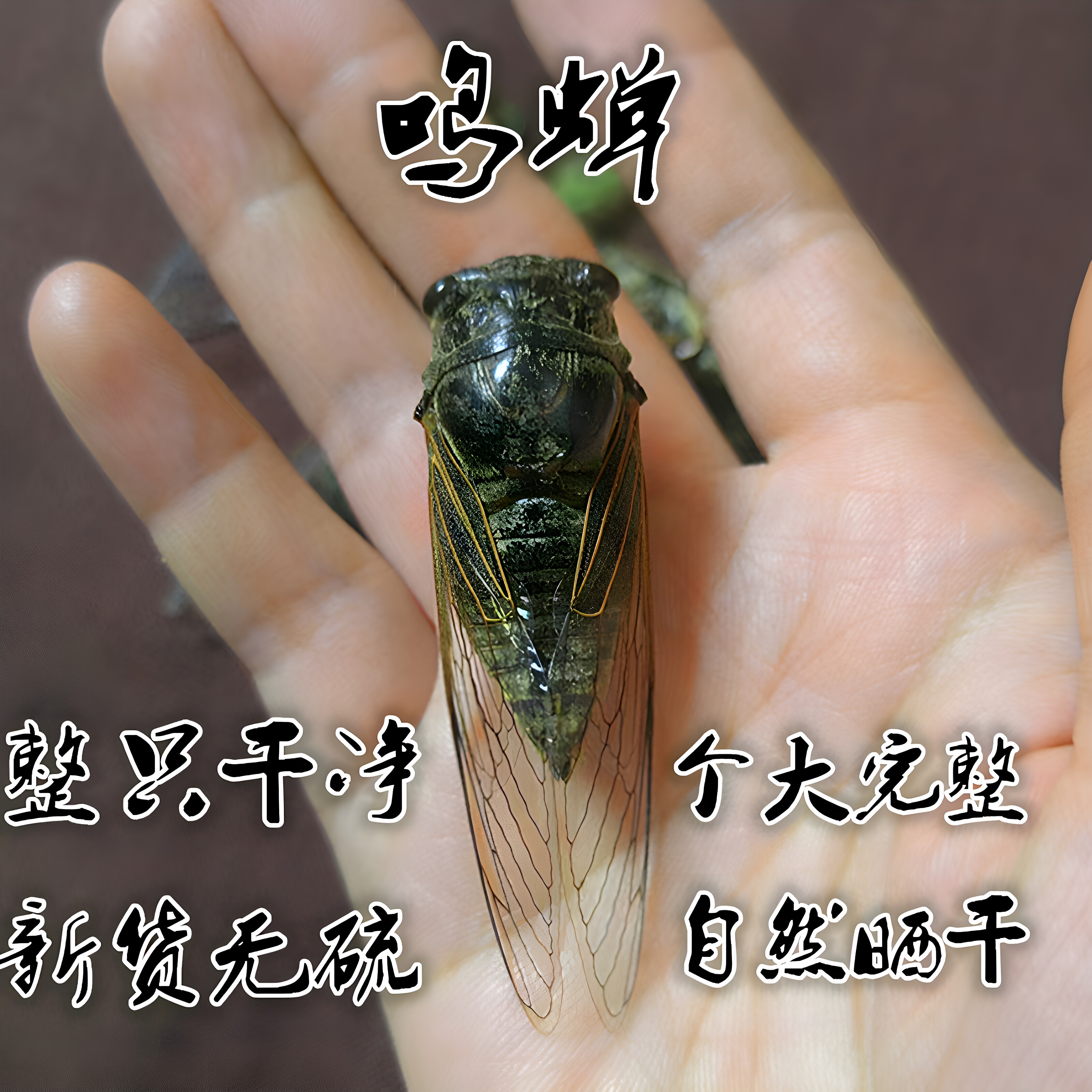 无硫鸣蝉黑蝉/蝉蜕100克药引子用