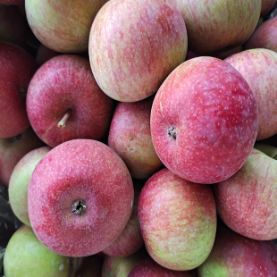 国光苹果正宗5斤新鲜应季 鲜果农家自产酸甜老树国光孕妇水青果光